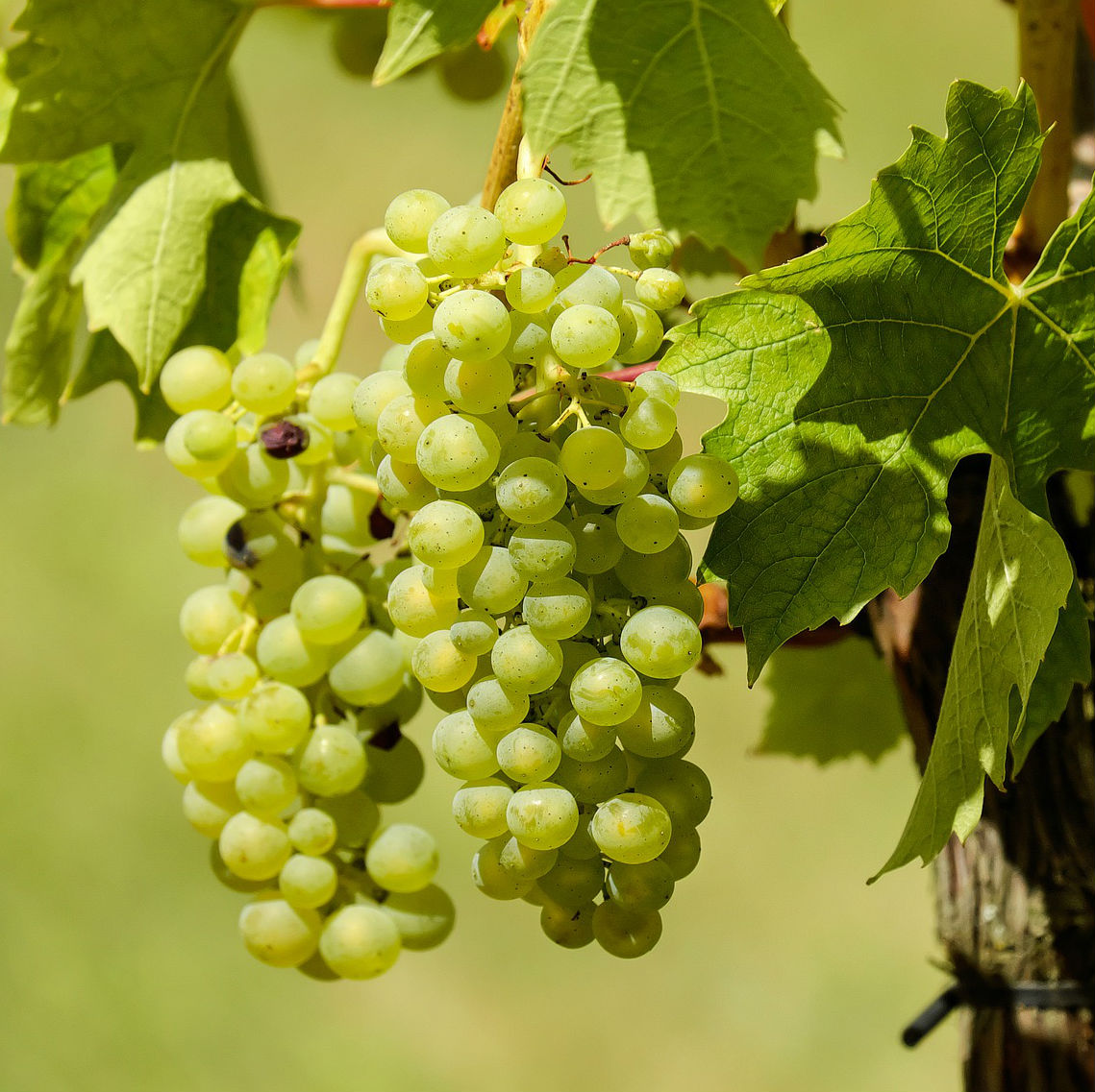 Wines of Lombardy